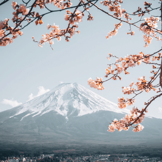 Japan's Borders Are Open - what you need to know