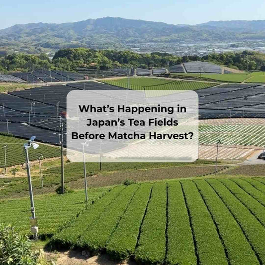 What Happens Before Matcha Harvest? Inside Japan’s Shaded Tea Fields