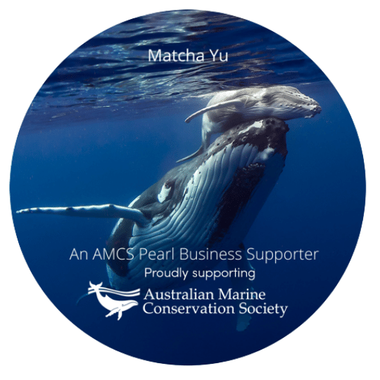 Promotional graphic with a whale and baby underwater, featuring Matcha Yu and AMCS logos.